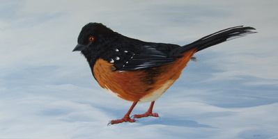 Towhee In Winter - 18"x36" acrylic on canvas